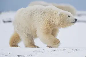 Beaufort: Etats Unis, Alaska, Refuge faunique national arctique