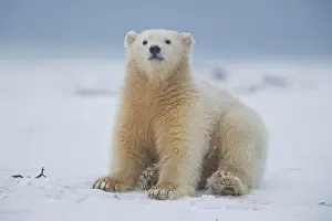 Beaufort: Etats Unis, Alaska, Refuge faunique national arctique
