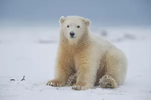 Beaufort: Etats Unis, Alaska, Refuge faunique national arctique