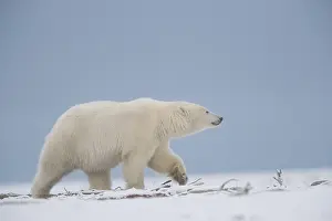 Beaufort: Etats Unis, Alaska, Refuge faunique national arctique