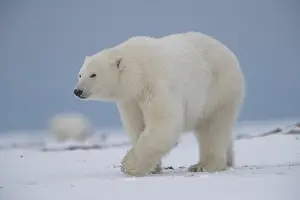 Beaufort: Etats Unis, Alaska, Refuge faunique national arctique