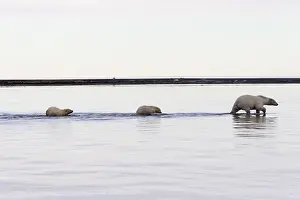 Protg: Etats Unis, Alaska, Refuge faunique national arctique