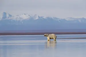 Protg: Etats Unis, Alaska, Refuge faunique national arctique