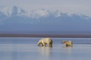 Protg: Etats Unis, Alaska, Refuge faunique national arctique