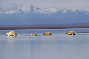 Protg: Etats Unis, Alaska, Refuge faunique national arctique