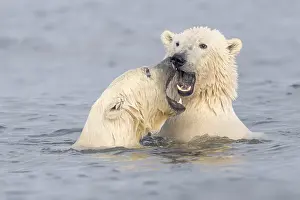 Beaufort: Etats Unis, Alaska, Refuge faunique national arctique