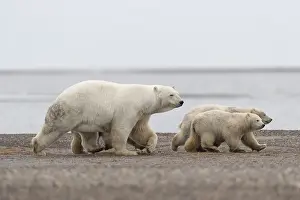 Faune: Etats Unis, Alaska, Refuge faunique national arctique