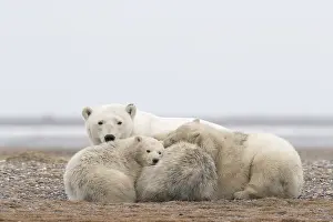 Faune: Etats Unis, Alaska, Refuge faunique national arctique