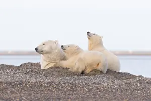 Protg: Etats Unis, Alaska, Refuge faunique national arctique
