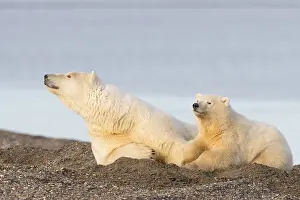 Protg: Etats Unis, Alaska, Refuge faunique national arctique