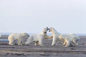 Protg: Etats Unis, Alaska, Refuge faunique national arctique