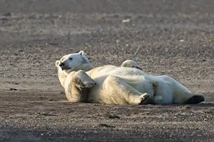Protg: Etats Unis, Alaska, Refuge faunique national arctique