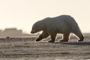 Protg: Etats Unis, Alaska, Refuge faunique national arctique