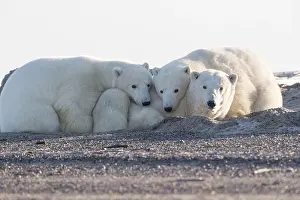 Protg: Etats Unis, Alaska, Refuge faunique national arctique