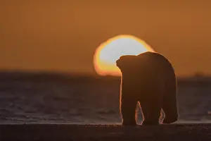 Coucher: Etats Unis, Alaska, Refuge faunique national arctique