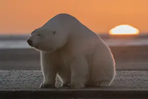 Coucher: Etats Unis, Alaska, Refuge faunique national arctique