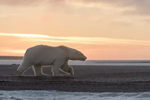 Coucher: Etats Unis, Alaska, Refuge faunique national arctique
