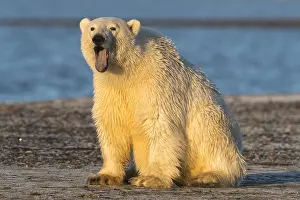 Faune: Etats Unis, Alaska, Refuge faunique national arctique