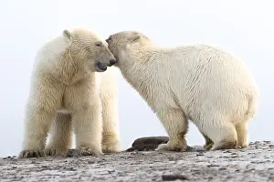 Faune: Etats Unis, Alaska, Refuge faunique national arctique