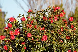 Bretagne: Etel river, Saint Cado village, camellias