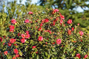 Bretagne: Etel river, Saint Cado village, camellias