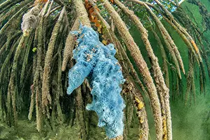 Halophile: Ethereal sponge (Dysidea etheria), colonizing a