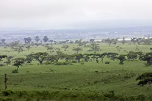 Acacias: Ethiopia - Acacias and Savane trees in the region of Yabelo