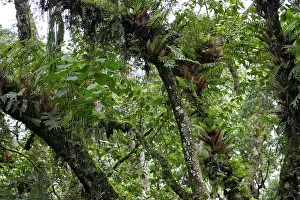 Epiphytic: Ethiopia - epiphytic fern plants