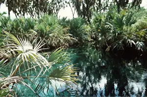 Palms: Ethiopia - Hot Springs at Awash