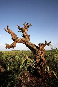 Sorghum: Ethiopia - Konso area with Sorghum plant
