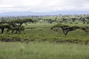 Acacias: Ethiopia - Savane tree, Acacias and grass pasturein