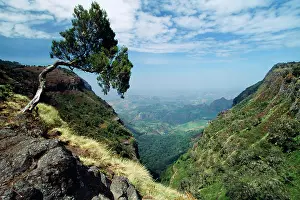 Alyssa Giustozzi: Ethiopia - Simien Mountain showing tree shape affected