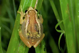 Visible: Ethiopian Banana Frog - gravid female with eggs