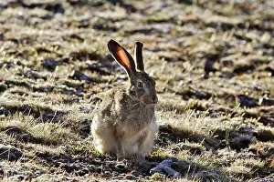 Ethiopian: Ethiopian Hare