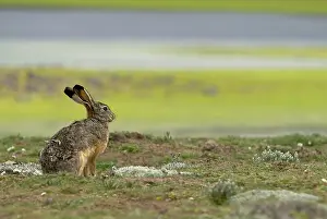 Michele Menegon: Ethiopian Highland Hare
