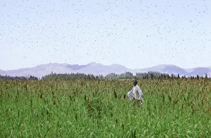 Destroying: Ethiopian millet farmer and swarm of locusts