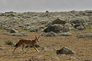 Michele Menegon: Ethiopian Wolf
