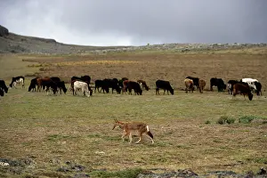 Encroachment: Ethiopian Wolf / Abyssinian Wolf / Simien Jackal