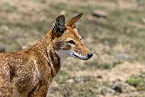 Simensis: Ethiopian Wolf close up