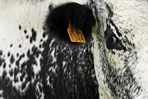 Vosgienne: Etiquette on the ear of a cow vosgienne The Glasborn