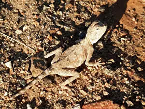 Agamas: Etosha Agama