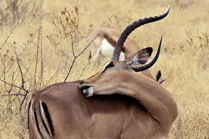Harbours: Etosha N.P. in Namibia harbours the largest population of bl