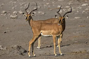 Harbours: Etosha N.P. in Namibia harbours the largest population of bl