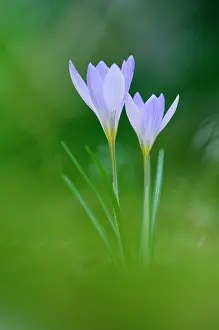 Giacomo Radi: Etruscan Crocus