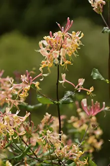 Scented: Etruscan Honeysuckle - in flower - strongly fragrant
