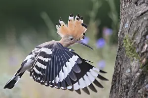 Epops: Euarasian Hoopoe (Upupa epops) flying back to n