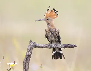 Epops: Euarasian Hoopoe (Upupa epops) perched on a bra
