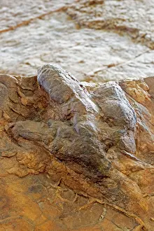 Fossilised: Eubrontes tracks from Dilophosaurus like dinosaur (the silic