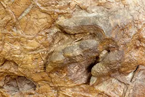 Fossilised: Eubrontes tracks from Dilophosaurus like dinosaur (the silic