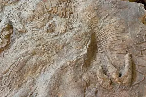 Fossilised: Eubrontes tracks from Dilophosaurus like dinosaur (the silic